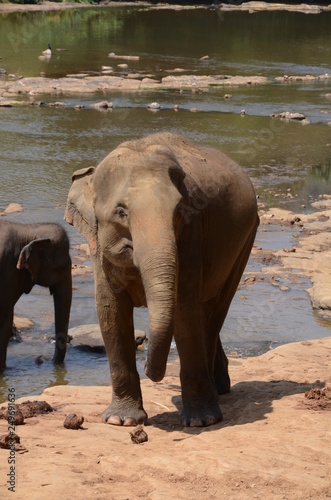 Photography elephants Orphanage Sri Lanka
