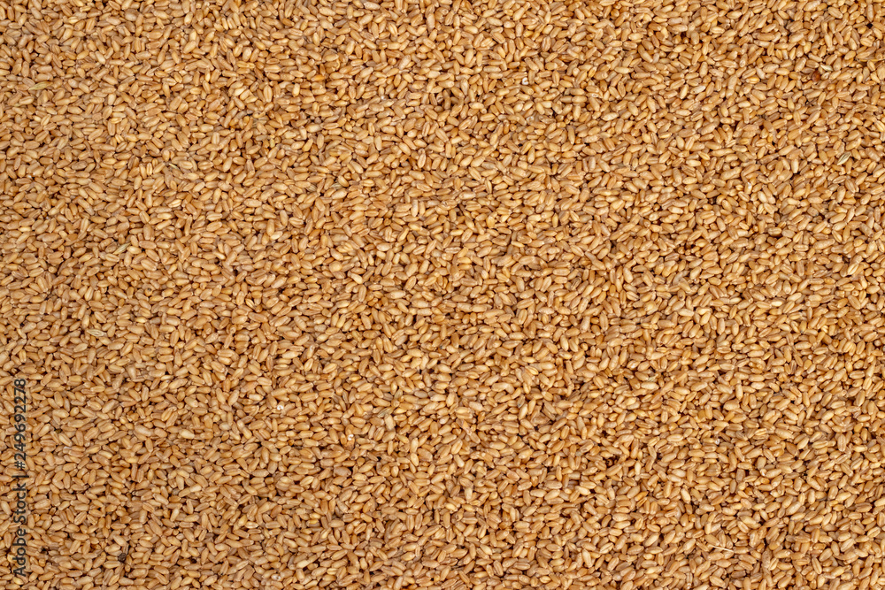 Whole wheat seeds and berries close up texture or background Whole wheat seeds and berries close up texture or background