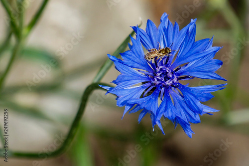 Wallpaper Mural walk, observation, forest, flower, thin stem, blue, cornflower, flora Torontodigital.ca