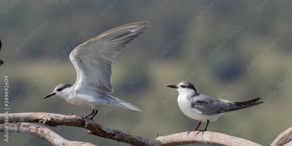Two whiskered terns, Chlidonias hybrida on a branch Two whiskered terns, Chlidonias hybrida on a branch