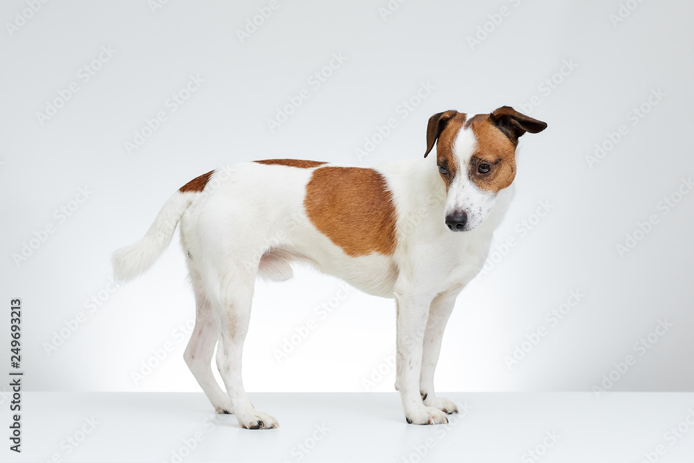 Jack Russell Terrier stands sideways on the white table and looks down on the white background