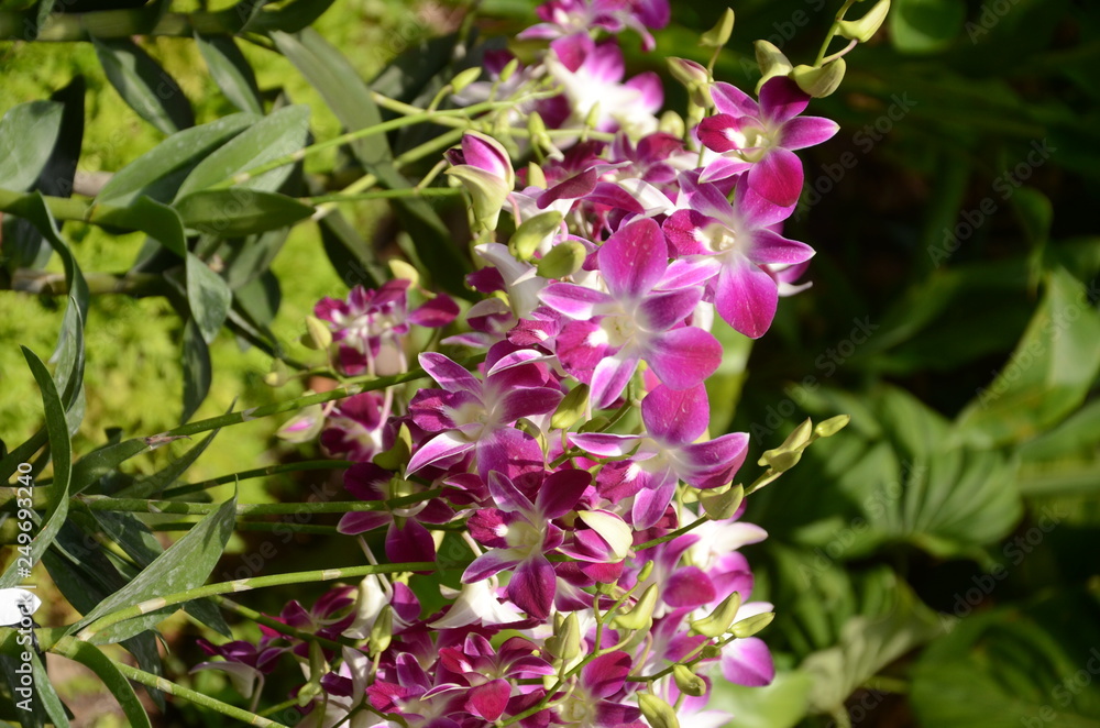 flowers in the garden flowers in the garden