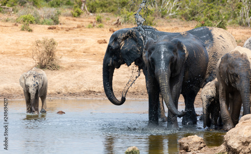 Photography elephant bath