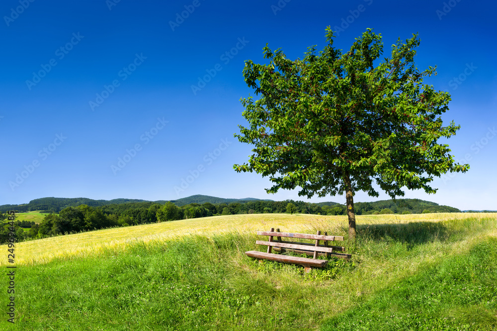 Fototapeta Entspannen auf einer Holzbank im Grünen