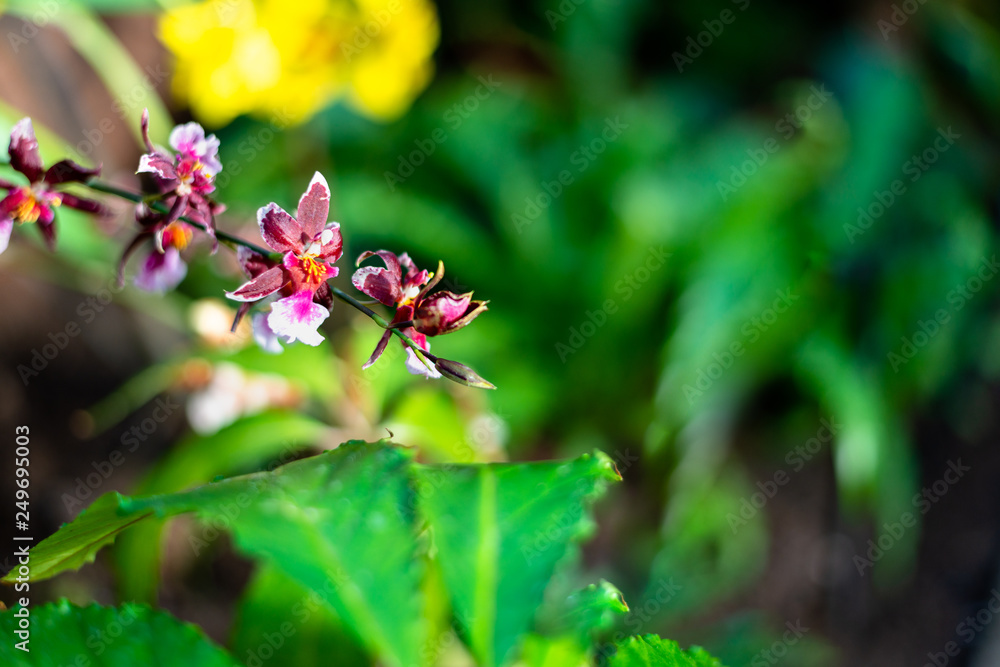 Fototapeta premium Beautiful colorful exotic orchid flowers