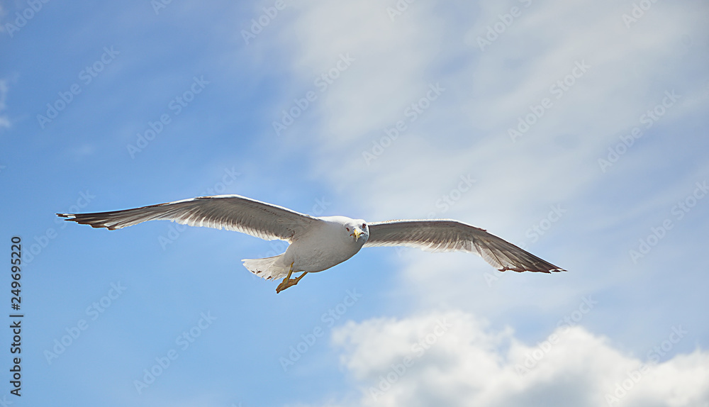 Seagull fly over Lim fjord, Croatia