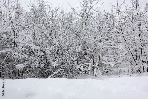 Snow on the tree branches. Winter View of trees covered with snow. The severity of the branches under the snow. Snowfall in nature.