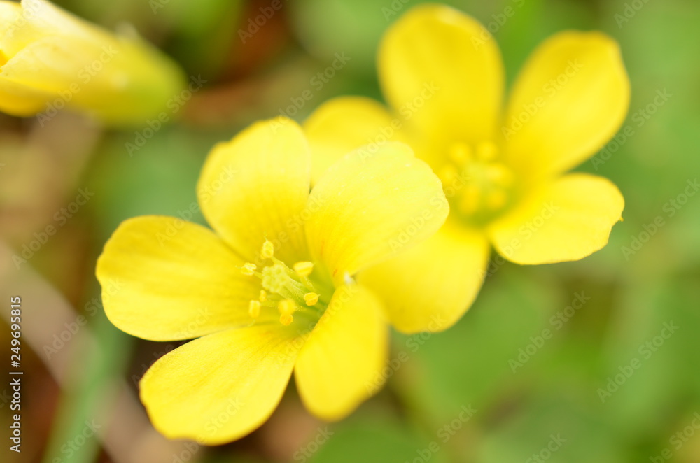 小さく黄色い花 小さく黄色い花