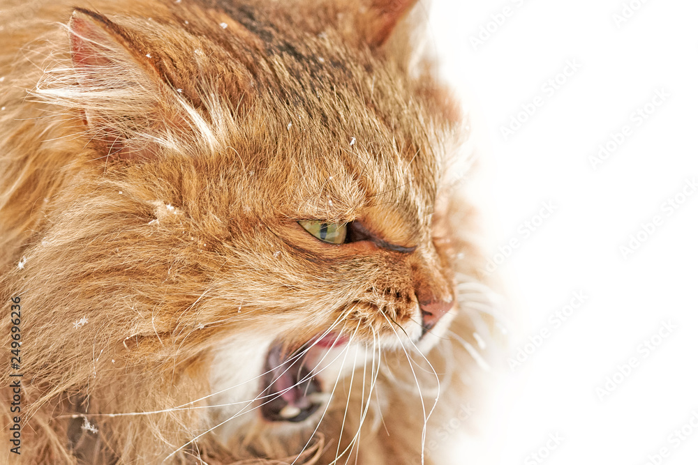 angry cat (profile picture)
