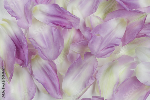 The soft spring background with purple tulip petals.