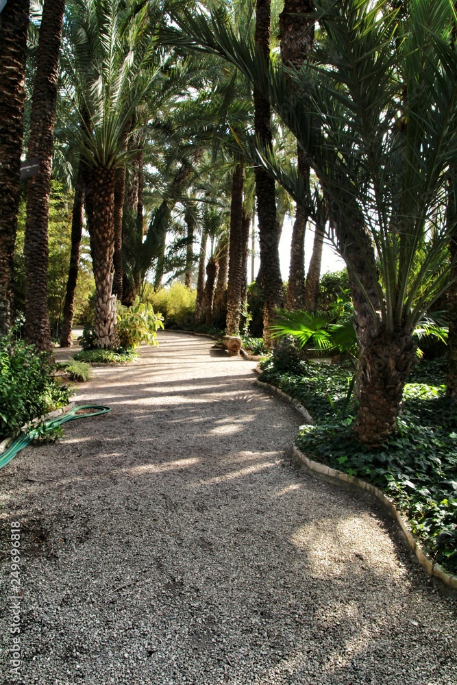 Green vegetation in a botanical garden in Elche Green vegetation in a botanical garden in Elche