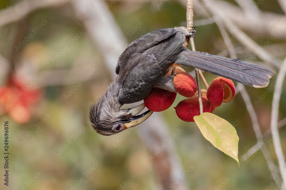 Obraz premium Malabar grey hornbill
