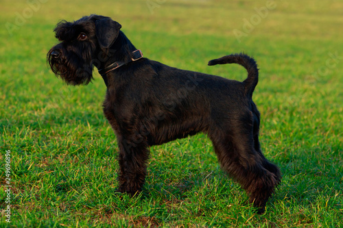 Foto Dog breed miniature schnauzer