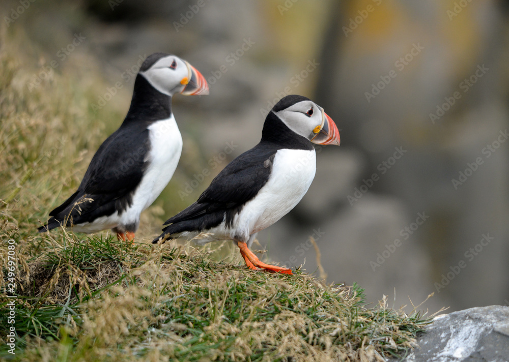 Naklejka premium The Atlantic puffin, also known as the common puffin