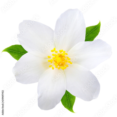 Jasmine flower with leaves isolated on white background photo