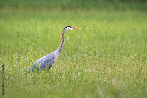 Great Blue Heron hunting in long green grass wet land © Jean Landry
