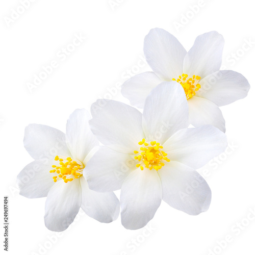 Jasmine flowers isolated on white background © Tetiana