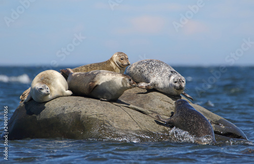 Four big Grey Seals on small rock island in blue sea water and a smaller one trying to join in © Jean Landry