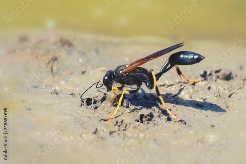 Black and Yellow Mud Dauber wasp photo