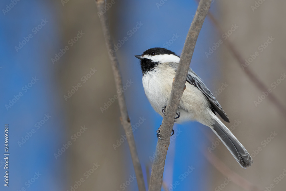Black-capped Chickadee closeup against blue sky Black-capped Chickadee closeup against blue sky