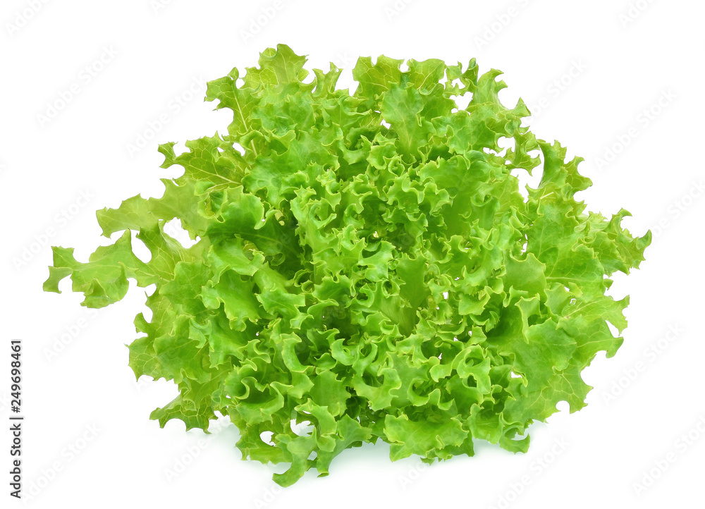 fresh green oak lettuce isolated on white background fresh green oak lettuce isolated on white background
