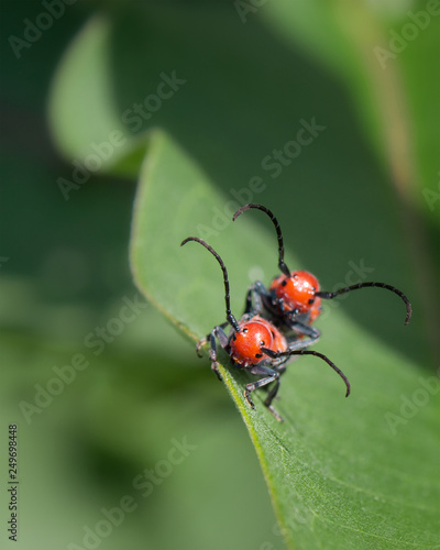 Close-up of Red Milkweed Beetles coupling on green leaf