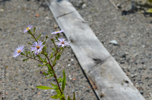 砂利道に咲く花