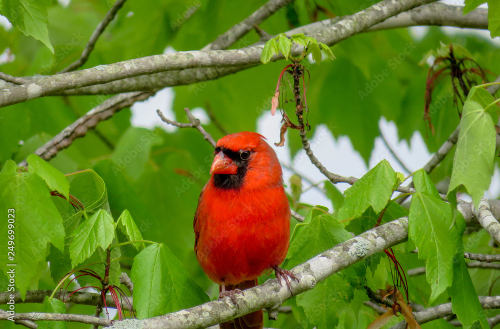 cardinal cardinal