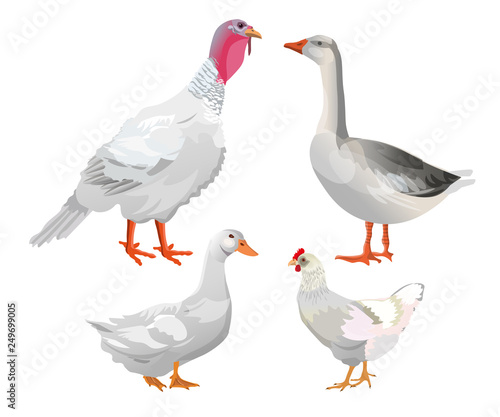 Set of farm birds