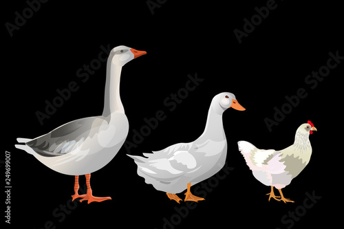 Set of farm birds