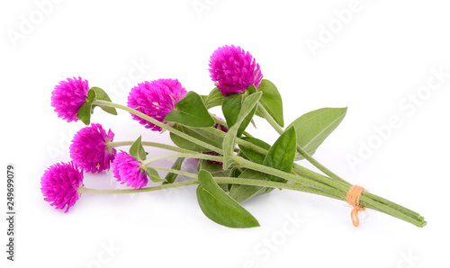 globe amaranth flower isolated on white background