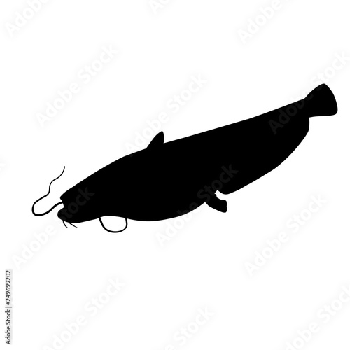 Wels catfish vector