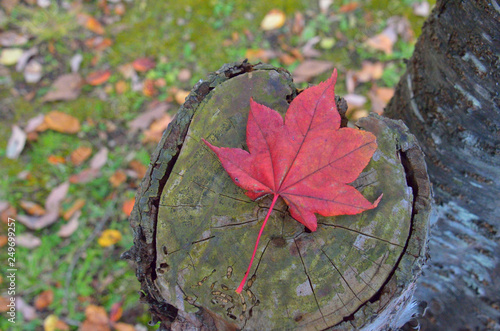 切り株の上に紅葉