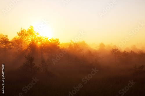 Gorgeous sunrise over forest