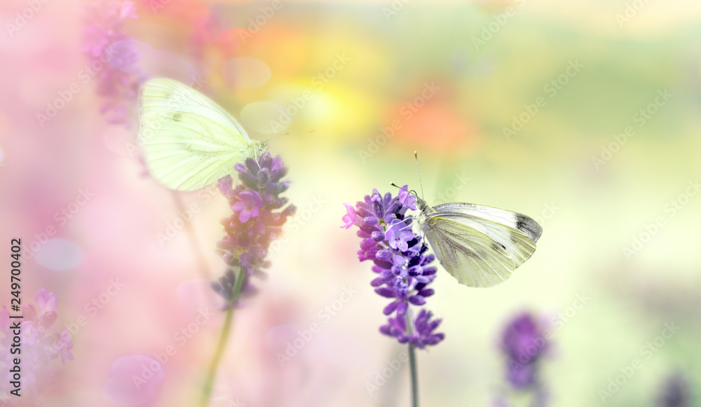 Naklejka premium Butterfly on lavender flower, selective focus on white butterfly - beautiful nature
