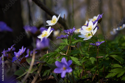 The group of the first spring flowers among fresh green and last year's brown leaves. Blue anemones - "Hepatica nobilis" and white anemones - "anemone sylvestris". 
