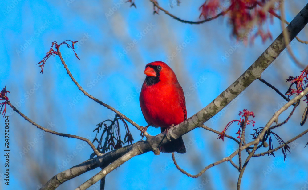 northern cardinal on a branch northern cardinal on a branch
