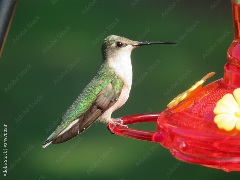 Fototapeta premium hummingbird on a feeder