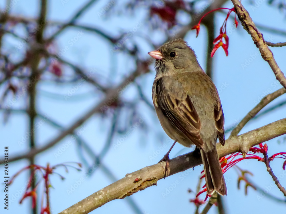 bird on a branch bird on a branch