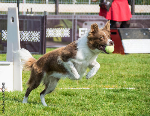 Photo from Flyball schampionship in Pesopark in Prague.nIt was amazing experience. I love dogs on that. There was best dog from czech republic and lots of border collies photo