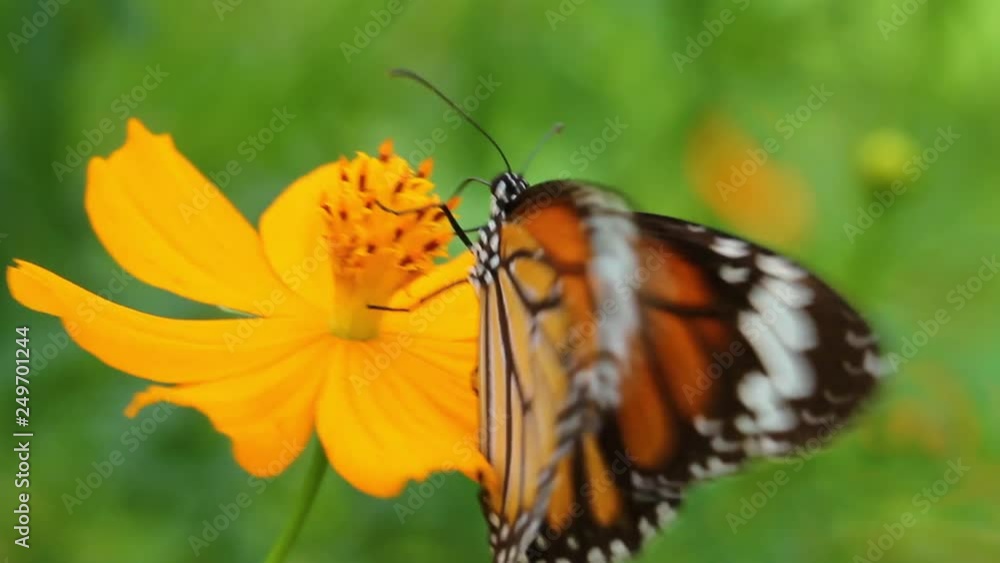 Closeup, Butterfly and flower in Nature background. Closeup, Butterfly and flower in Nature background.