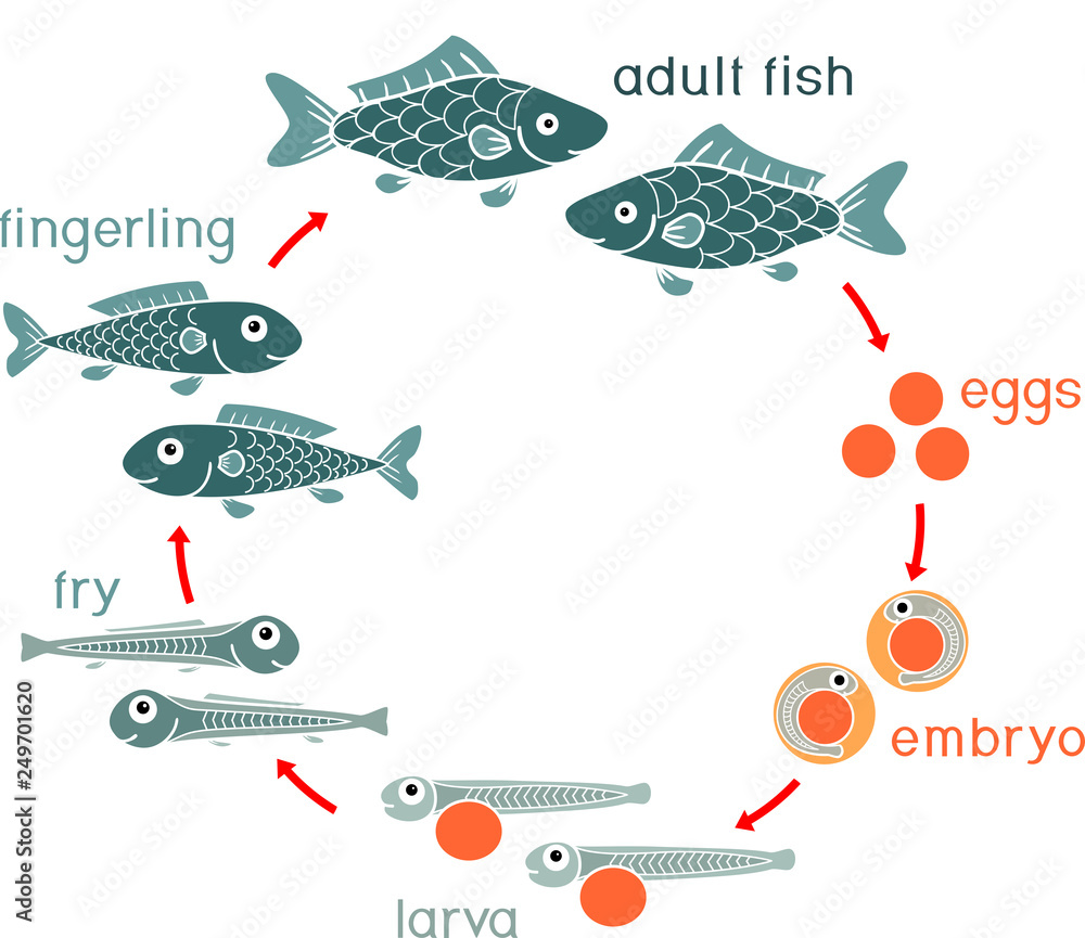 Life cycle of fish. Sequence of stages of development of fish from egg (roe) to adult animal