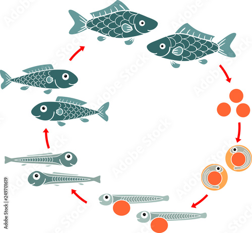 Life cycle of fish. Sequence of stages of development of fish from egg (roe) to adult animal