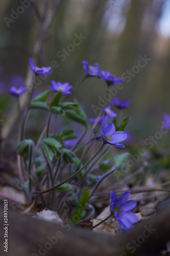 Beautiful spring blue flowers in forest. Anemone hepatica (common hepatica, liverwort, kidneywort, pennywort) is a herbaceous perennial growing from a rhizome in the buttercup family .