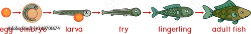 Life cycle of fish. Sequence of stages of development of fish from egg (roe) to adult animal