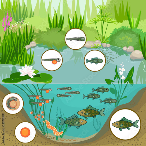Pond ecosystem and life cycle of fish. Sequence of stages of development of fish from egg (roe) to adult animal