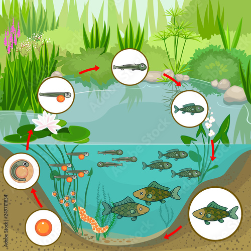 Pond ecosystem and life cycle of fish. Sequence of stages of development of fish from egg (roe) to adult animal