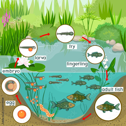 Pond ecosystem and life cycle of fish. Sequence of stages of development of fish from egg (roe) to adult animal