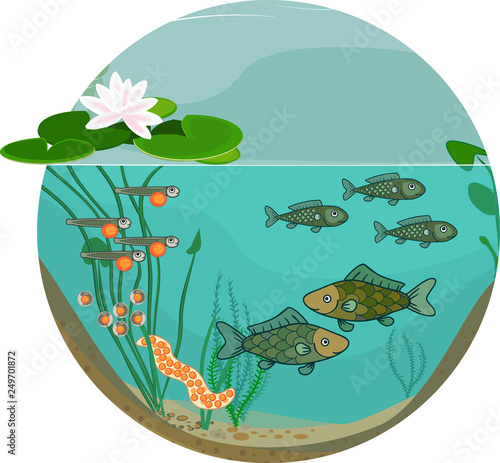 Pond ecosystem and life cycle of fish. Sequence of stages of development of fish from egg (roe) to adult animal