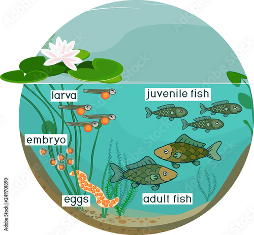Pond ecosystem and life cycle of fish. Sequence of stages of development of fish from egg (roe) to adult animal
